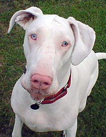 Miss Olyvia a Great Dane